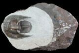 Harpid Trilobite From Jorf - Rare At Location #86779-1